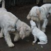 Puppy´s